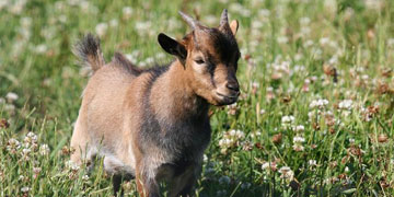 Les mini animaux en éco pâturage Les mini animaux en éco pâturage